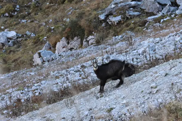 478A7497 - Chamois