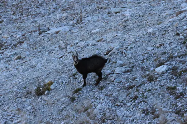 478A7629 - Chamois