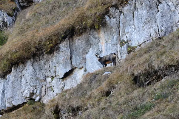 478A7711 - Chamois
