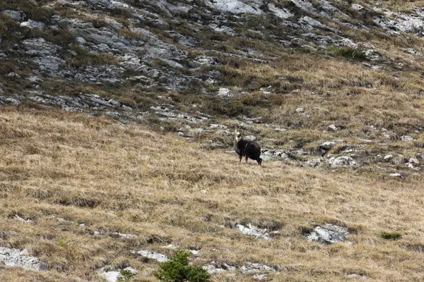 478A7851 - Chamois