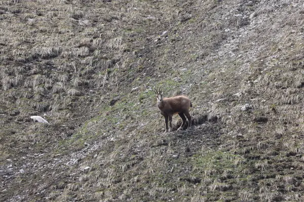 478A9764 - Chamois