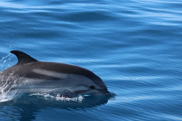 478A8776 - Dauphins