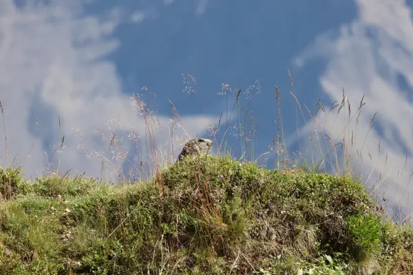 478A3513 - Marmottes