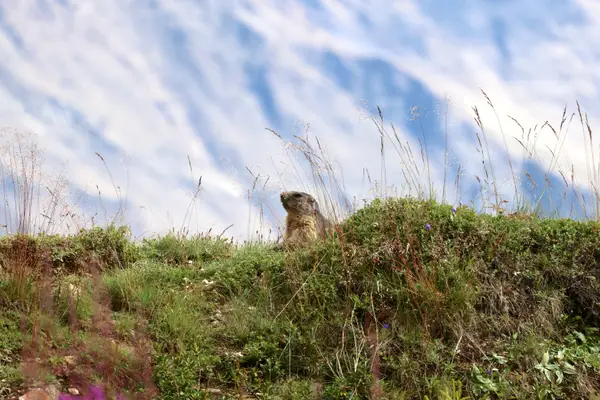 478A3529 - Marmottes