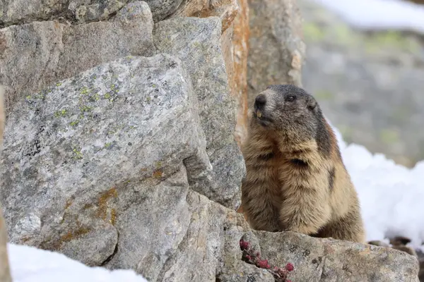 478A9872 - Marmottes